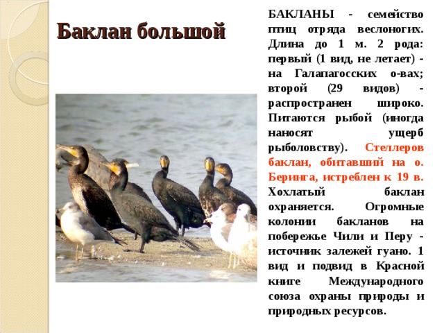 БАКЛАНЫ - семейство птиц отряда веслоногих. Длина до 1 м. 2 рода: первый (1 вид, не летает) - на Галапагосских о-вах; второй (29 видов) - распространен широко. Питаются рыбой (иногда наносят ущерб рыболовству). Стеллеров баклан, обитавший на о. Беринга, истреблен к 19 в. Хохлатый баклан охраняется. Огромные колонии бакланов на побережье Чили и Перу - источник залежей гуано. 1 вид и подвид в Красной книге Международного союза охраны природы и природных ресурсов.  Баклан большой