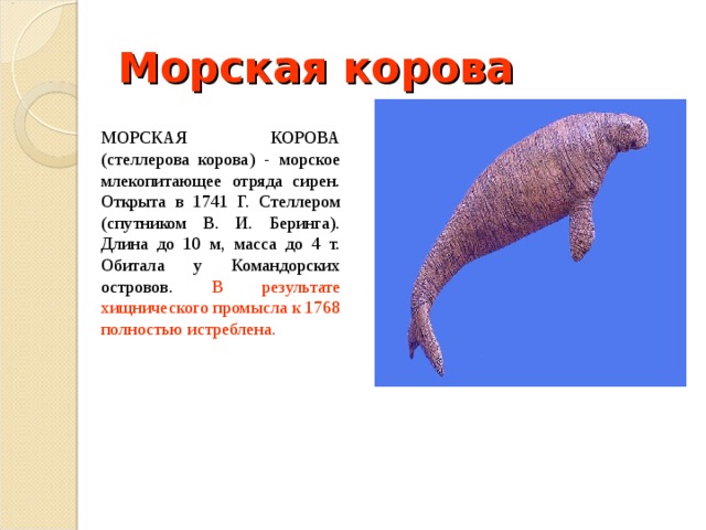 Морская корова МОРСКАЯ КОРОВА (стеллерова корова) - морское млекопитающее отряда сирен. Открыта в 1741 Г. Стеллером (спутником В. И. Беринга). Длина до 10 м, масса до 4 т. Обитала у Командорских островов. В результате хищнического промысла к 1768 полностью истреблена.