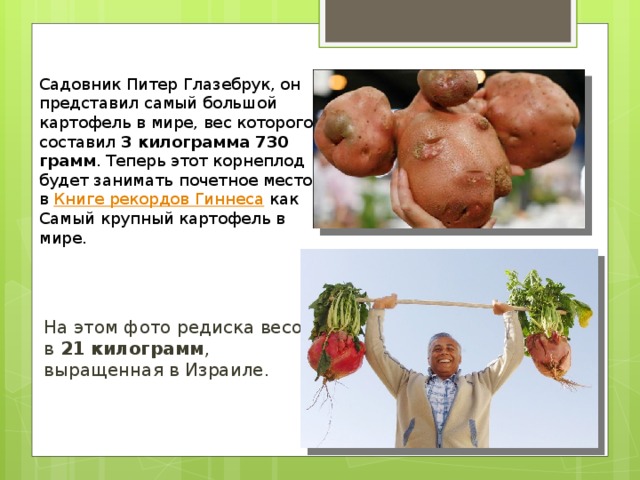 Садовник Питер Глазебрук, он представил самый большой картофель в мире, вес которого составил  3 килограмма 730 грамм . Теперь этот корнеплод будет занимать почетное место в  Книге рекордов Гиннеса  как Самый крупный картофель в мире. На этом фото редиска весом в 21 килограмм , выращенная в Израиле.