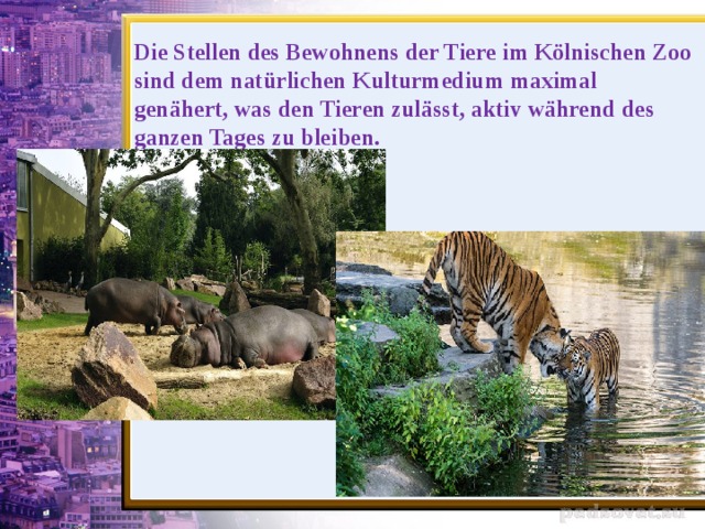 Die Stellen des Bewohnens der Tiere im Kölnischen Zoo sind dem natürlichen Kulturmedium maximal genähert, was den Tieren zulässt, aktiv während des ganzen Tages zu bleiben.