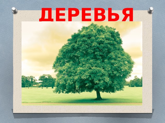 ДЕРЕВЬЯ