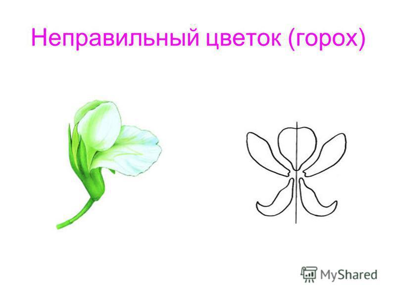 Почему цветок неправильный. Актиноморфный околоцветник. Околоцветник простой и двойной горох. Цветок гороха околоцветник. Неправильный цветок.
