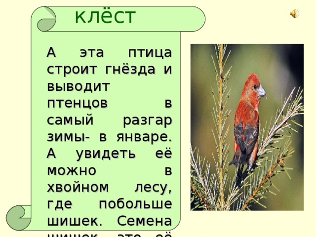 Выводит птенцов. Клест выводит птенцов. Клесты выводят птенцов зимой. Когда клесты выводят птенцов. Клест птица выводит птенцов зимой.