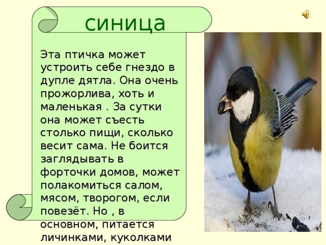 синица Эта птичка может устроить себе гнездо в дупле дятла. Она очень прожорлива, хоть и маленькая . За сутки она может съесть столько пищи, сколько весит сама. Не боится заглядывать в форточки домов, может полакомиться салом, мясом, творогом, если повезёт. Но , в основном, питается личинками, куколками насекомых.