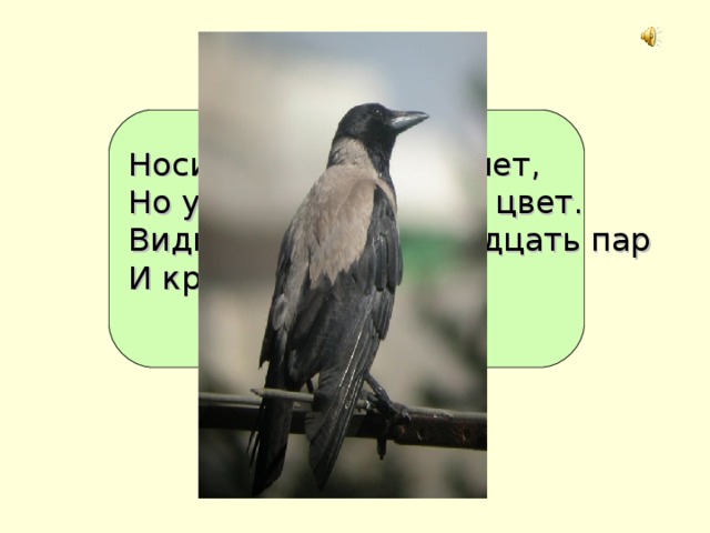 Носит серенький жилет, Но у крыльев чёрный цвет. Видишь крыльев двадцать пар И кричат кар, кар…