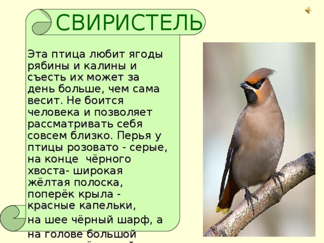 СВИРИСТЕЛЬ Эта птица любит ягоды рябины и калины и съесть их может за день больше, чем сама весит. Не боится человека и позволяет рассматривать себя совсем близко. Перья у птицы розовато - серые, на конце чёрного хвоста- широкая жёлтая полоска, поперёк крыла - красные капельки, на шее чёрный шарф, а на голове большой остро- зачёсанный хохол.