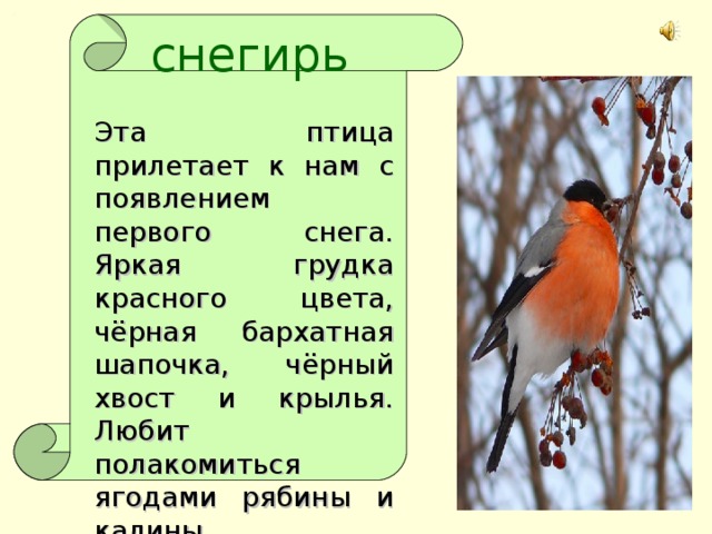 снегирь Эта птица прилетает к нам с появлением первого снега. Яркая грудка красного цвета, чёрная бархатная шапочка, чёрный хвост и крылья. Любит полакомиться ягодами рябины и калины.