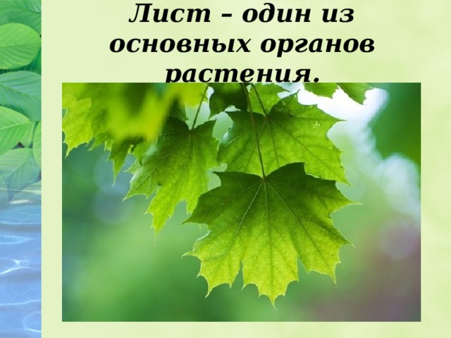 Лист – один из основных органов растения.