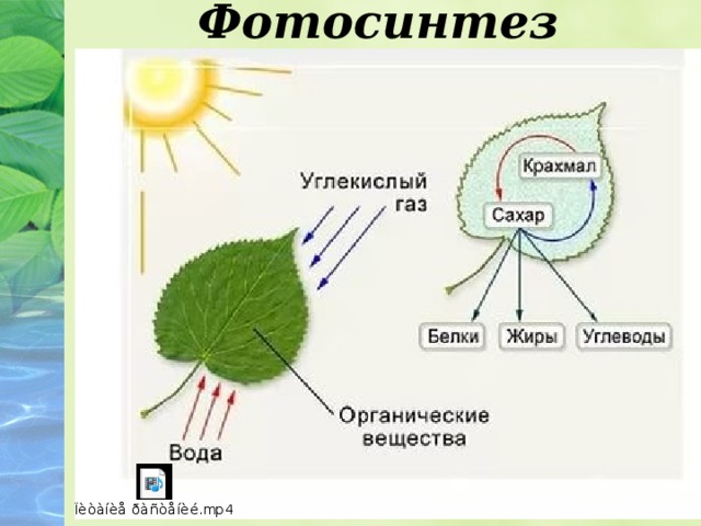 Фотосинтез