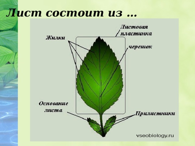 Лист состоит из …