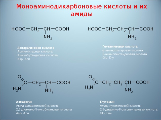 Моноаминодикарбоновые кислоты и их амиды Глутаминовая кислота  -a миноглутаровая кислота 2-аминопентандиовая кислота Glu , Глу Аспарагиновая кислота Аминоянтарная кислота Аминобутандиовая кислота Asp , Асп Аспарагин Амид аспарагиновой кислоты 2,5-диамино-5-оксобутановая кислота Asn, Асн Глутамин Амид глутаминовой кислоты 2,6-диамино-6-оксопентановая кислота Gln, Глн