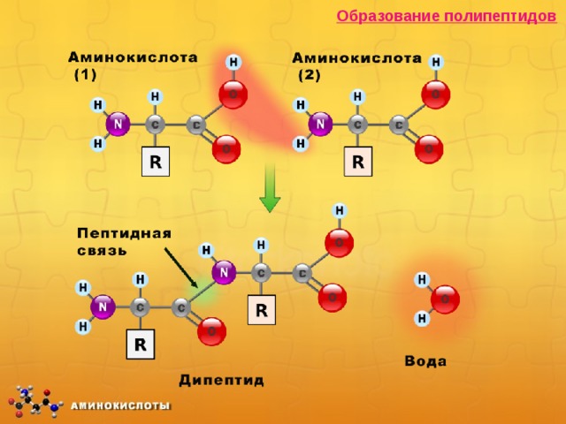 Образование полипептидов