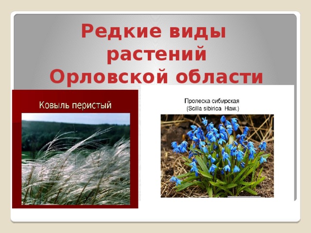 Редкие виды растений Орловской области