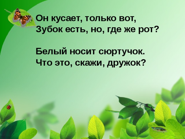 Он кусает, только вот,  Зубок есть, но, где же рот?  Белый носит сюртучок.  Что это, скажи, дружок?