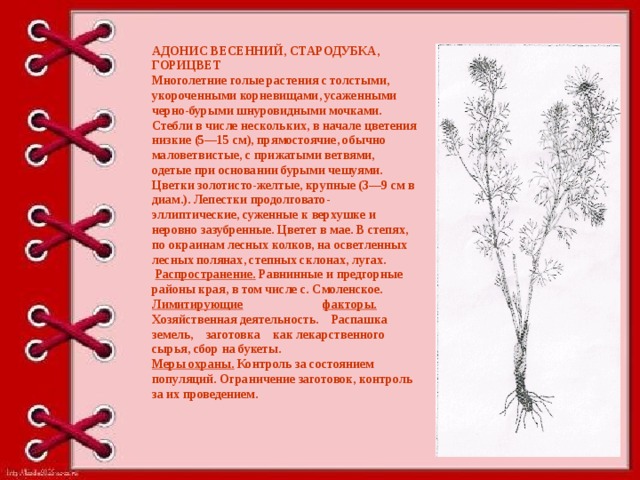 АДОНИС ВЕСЕННИЙ, СТАРОДУБКА, ГОРИЦВЕТ Многолетние голые растения с толстыми, укороченными корневищами, усаженными черно-бурыми шнуровидными мочками. Стебли в числе нескольких, в начале цветения низкие (5—15 см), прямостоячие, обычно маловетвистые, с прижатыми ветвями, одетые при основании бурыми чешуями. Цветки золотисто-желтые, крупные (3—9 см в диам.). Лепестки продолговато-эллиптические, суженные к верхушке и неровно зазубренные. Цветет в мае. В степях, по окраинам лесных колков, на осветленных лесных полянах, степных склонах, лугах.  Распространение. Равнинные и предгорные районы края, в том числе с. Смоленское. Лимитирующие  факторы. Хозяйственная деятельность. Распашка земель, заготовка как лекарственного сырья, сбор на букеты. Меры охраны. Контроль за состоянием популяций. Ограничение заготовок, контроль за их проведением.