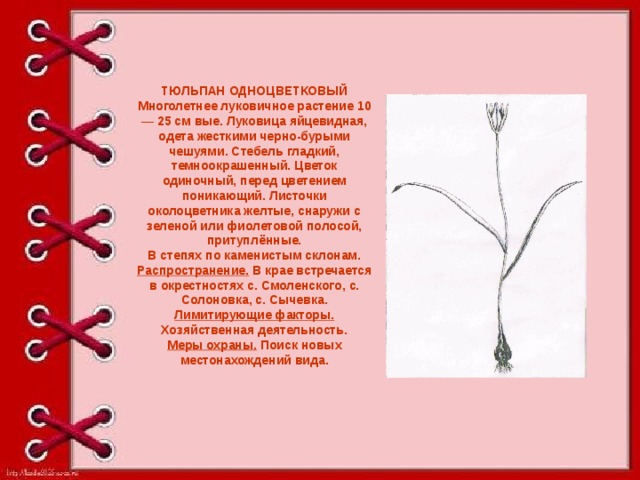 ТЮЛЬПАН ОДНОЦВЕТКОВЫЙ Многолетнее луковичное растение 10— 25 см вые. Луковица яйцевидная, одета жесткими черно-бурыми чешуями. Стебель гладкий, темноокрашенный. Цветок одиночный, перед цветением поникающий. Листочки околоцветника желтые, снаружи с зеленой или фиолетовой полосой, притуплённые. В степях по каменистым склонам. Распространение. В крае встречается в окрестностях с. C моленского, с. Солоновка, с. Сычевка. Лимитирующие факторы. Хозяйственная деятельность. Меры охраны. Поиск новых местонахождений вида.