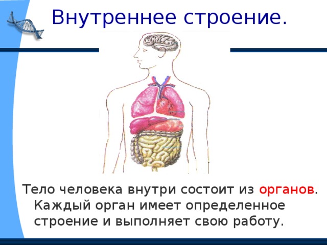 Внутреннее строение. Тело человека внутри состоит из органов . Каждый орган имеет определенное строение и выполняет свою работу.