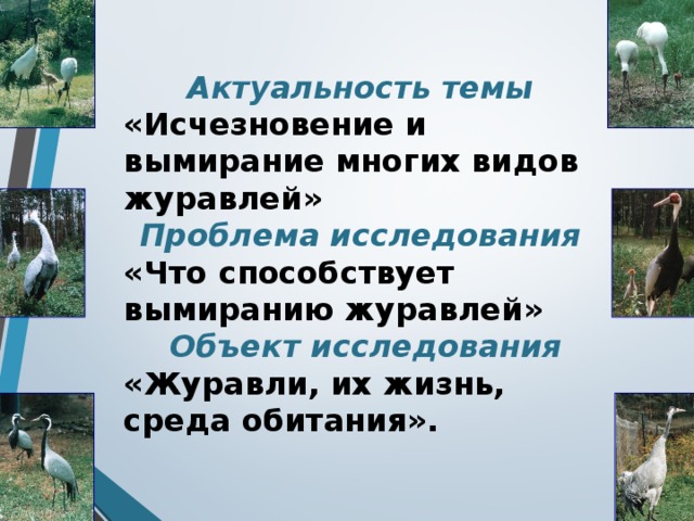 Актуальность темы «Исчезновение и вымирание многих видов журавлей» Проблема исследования «Что способствует вымиранию журавлей» Объект исследования «Журавли, их жизнь, среда обитания».