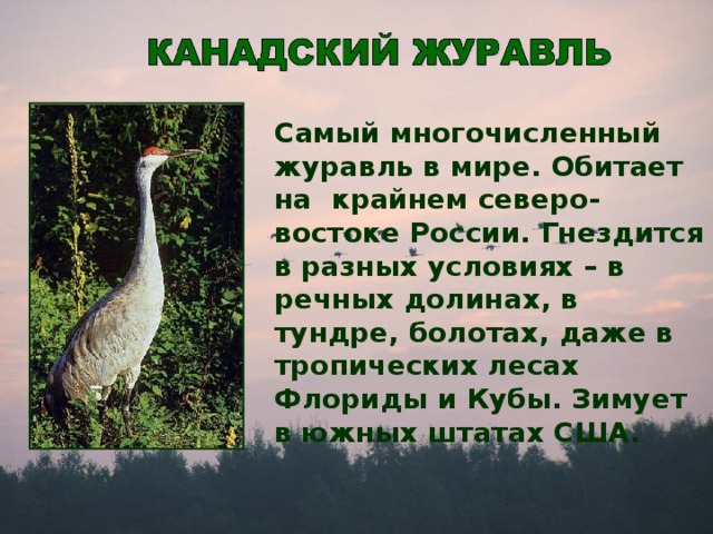 Самый многочисленный журавль в мире. Обитает на крайнем северо-востоке России. Гнездится в разных условиях – в речных долинах, в тундре, болотах, даже в тропических лесах Флориды и Кубы. Зимует в южных штатах США.