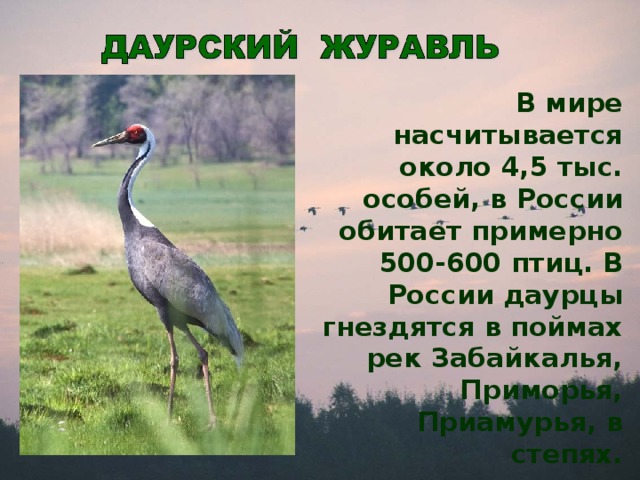 В мире насчитывается около 4,5 тыс. особей, в России обитает примерно 500-600 птиц. В России даурцы гнездятся в поймах рек Забайкалья, Приморья, Приамурья, в степях.