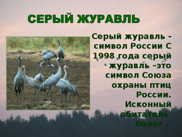 Серый журавль - символ России С 1998 года серый журавль –это символ Союза охраны птиц России. Исконный обитатель болот .