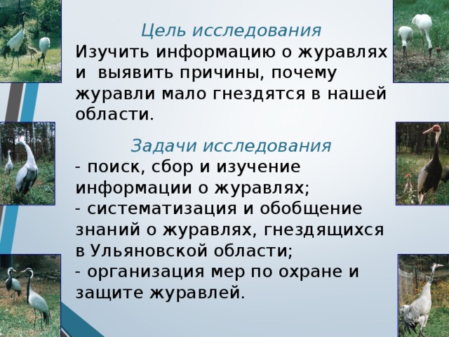 Цель исследования Изучить информацию о журавлях и выявить причины, почему журавли мало гнездятся в нашей области. Задачи исследования - поиск, сбор и изучение информации о журавлях; - систематизация и обобщение знаний о журавлях, гнездящихся в Ульяновской области; - организация мер по охране и защите журавлей.