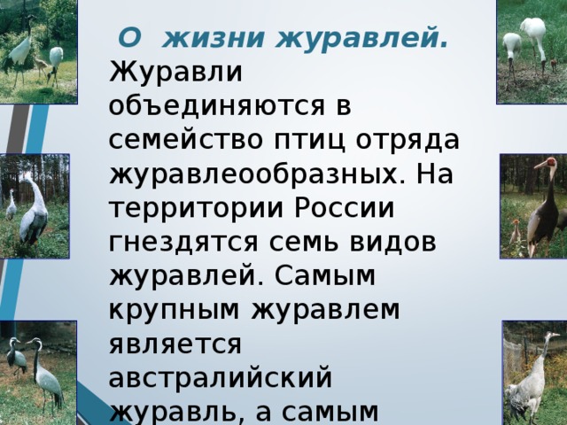 О жизни журавлей. Журавли объединяются в семейство птиц отряда журавлеообразных. На территории России гнездятся семь видов журавлей. Самым крупным журавлем является австралийский журавль, а самым маленьким - красавка.