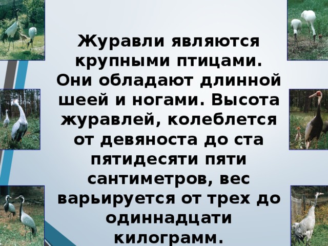 Журавли являются крупными птицами. Они обладают длинной шеей и ногами. Высота журавлей, колеблется от девяноста до ста пятидесяти пяти сантиметров, вес варьируется от трех до одиннадцати килограмм.