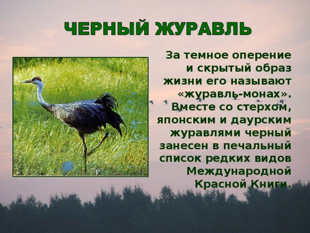 За темное оперение и скрытый образ жизни его называют «журавль-монах». Вместе со стерхом, японским и даурским журавлями черный занесен в печальный список редких видов Международной Красной Книги.