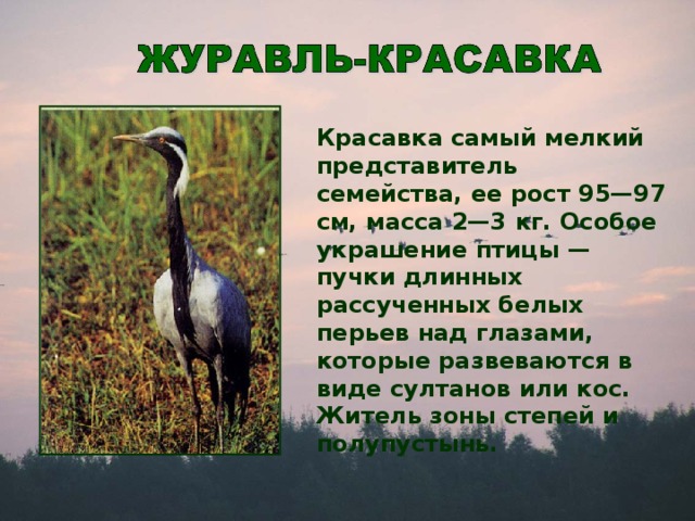 Красавка самый мелкий представитель семейства, ее рост 95—97 см, масса 2—3 кг. Особое украшение птицы — пучки длинных рассученных белых перьев над глазами, которые развеваются в виде султанов или кос. Житель зоны степей и полупустынь.