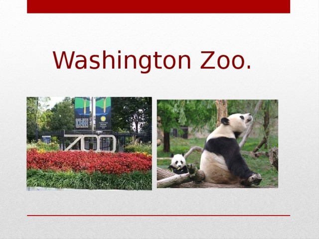 Washington Zoo.