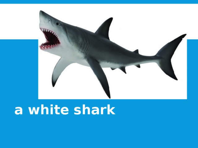 a white shark