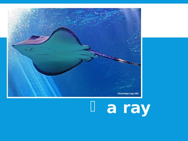 a ray