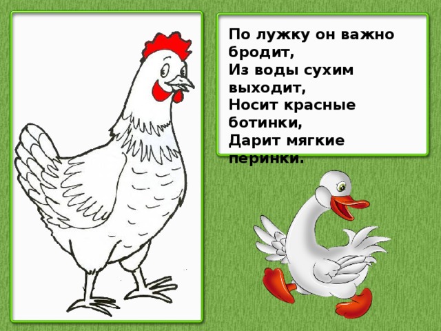 Надел выйти. По лужку он важно бродит из воды сухим выходит носит красные ботинки. Загадка по лужку он важно бродит. По лужку он важно ходит из воды сухим. По лужку.