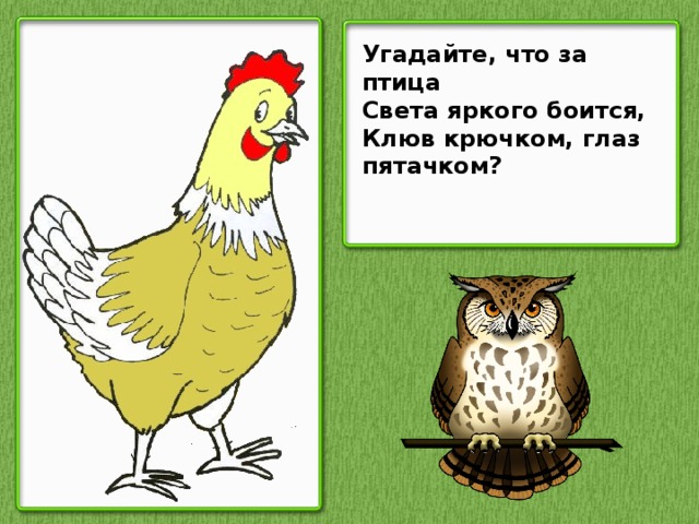 Угадайте, что за птица Света яркого боится, Клюв крючком, глаз пятачком?