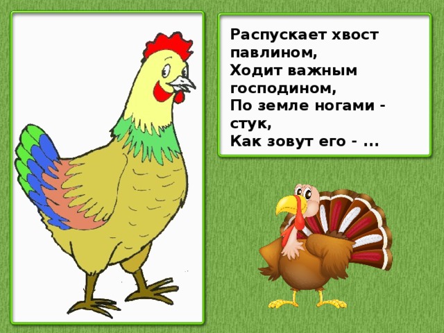 Распускает хвост павлином, Ходит важным господином, По земле ногами - стук, Как зовут его - ...