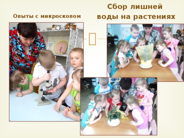 Опыты с микроскопом Сбор лишней воды на растениях
