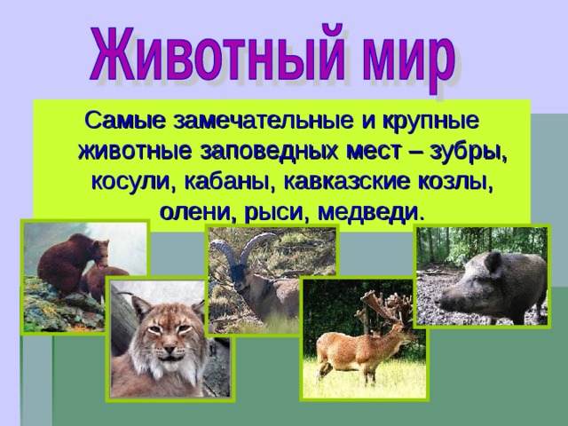 Самые замечательные и крупные животные заповедных мест – зубры, косули, кабаны, кавказские козлы, олени, рыси, медведи.