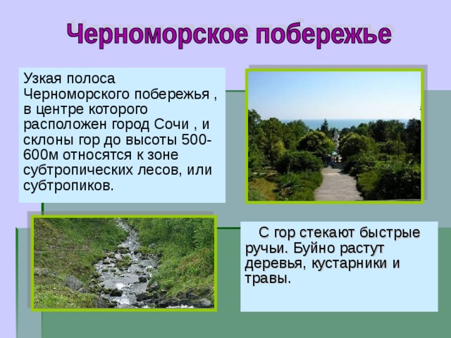 Узкая полоса Черноморского побережья , в центре которого расположен город Сочи , и склоны гор до высоты 500-600м относятся к зоне субтропических лесов, или субтропиков. С гор стекают быстрые ручьи. Буйно растут деревья, кустарники и травы.