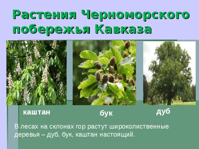 Растения Черноморского побережья Кавказа дуб каштан бук В лесах на склонах гор растут широколиственные деревья – дуб, бук, каштан настоящий.
