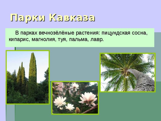 Парки Кавказа В парках вечнозёлёные растения: пицундская сосна, кипарис, магнолия, туя, пальма, лавр.