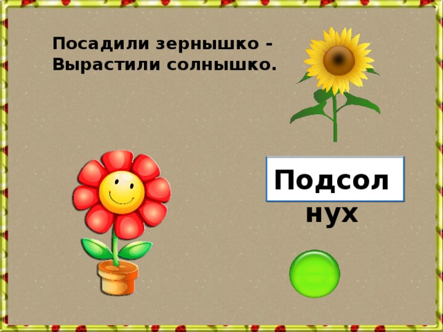 Посадили зернышко - Вырастили солнышко. Подсолнух