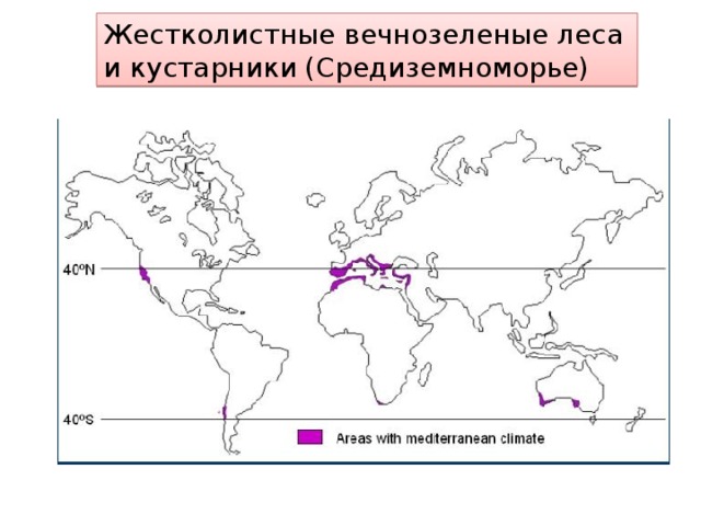 Жестколистные вечнозеленые леса и кустарники (Средиземноморье)