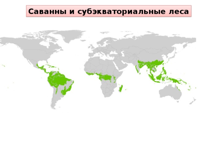 Саванны и субэкваториальные леса