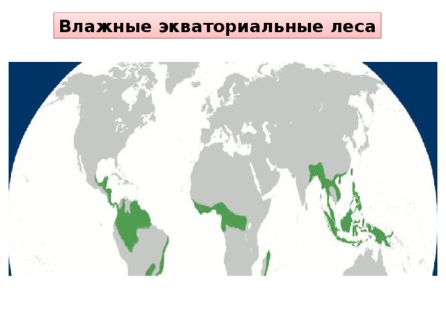 Влажные экваториальные леса В Евразии они занимают достаточно большие территории и разнообразны. Одних только пальм насчитывается более 300 видов. На побережье Филиппинских островов и Малайского архипелага растет кокосовая пальма. В экваториальных лесах растут многочисленные виды бамбуков.