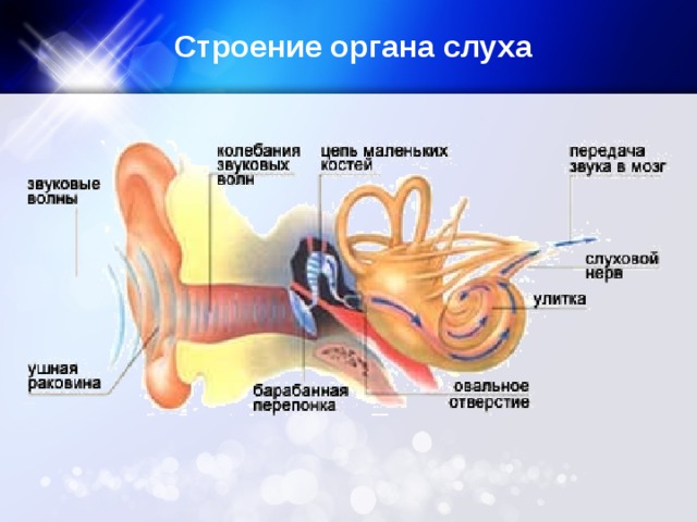 Передача звука последовательность. Строение органа слуха. Передача звуковых колебаний к рецепторам органа слуха. Строение органов. Слуховой аппарат человека физика.
