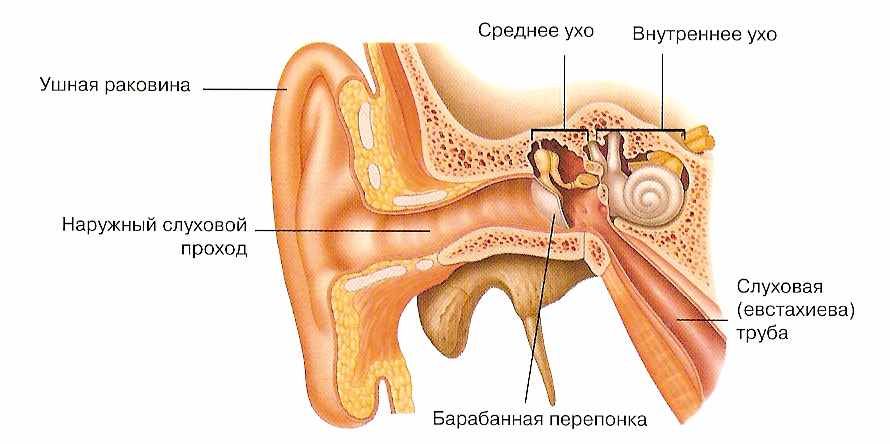 Орган слуха слуховая труба. Строение органа слуха наружное ухо. Орган слуха анатомия наружный слуховой проход. Строение уха слуховая труба. Строение уха человека.