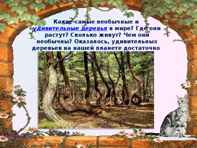 Какие самые необычные и удивительные деревья в мире? Где они растут? Сколько живут? Чем они необычны? Оказалось, удивительных деревьев на нашей планете достаточно  много.