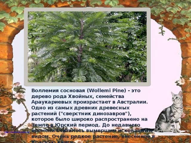 Воллемия сосновая (Wollemi Pine) - это дерево рода Хвойных, семейства Араукариевых произрастает в Австралии. Одно из самых древних древесных растений (