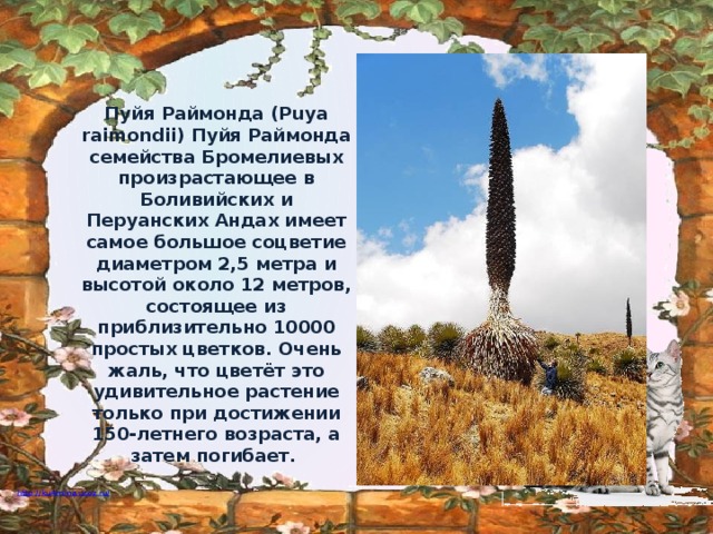 Пуйя Раймонда (Puya raimondii) Пуйя Раймонда семейства Бромелиевых произрастающее в Боливийских и Перуанских Андах имеет самое большое соцветие диаметром 2,5 метра и высотой около 12 метров, состоящее из приблизительно 10000 простых цветков. Очень жаль, что цветёт это удивительное растение только при достижении 150-летнего возраста, а затем погибает.